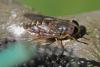 Tabanus sp.